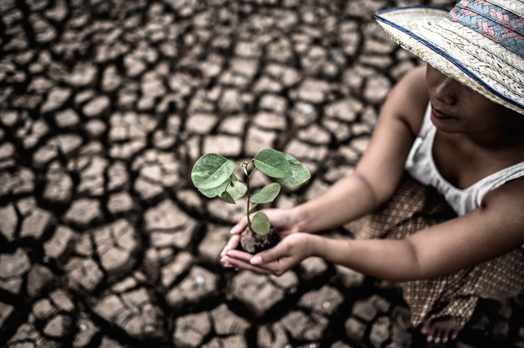 women are sitting holding seedlings are dry land warming world 1150 16295